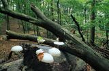 Woliński Park Narodowy, monetka kleista, Oudemansiella mucida