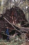 w Puszczy Białowieskiej Białowieski Park Narodowy