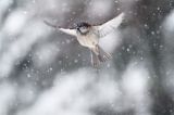 Wróbel zwyczajny, wróbel domowy, wróbel, jagodnik, Passer domesticus