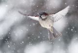 Wróbel zwyczajny, wróbel domowy, wróbel, jagodnik, Passer domesticus