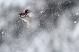 Wróbel zwyczajny, wróbel domowy, wróbel, jagodnik, Passer domesticus