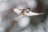 Wróbel zwyczajny, wróbel domowy, wróbel, jagodnik, Passer domesticus