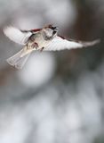 Wróbel zwyczajny, wróbel domowy, wróbel, jagodnik, Passer domesticus