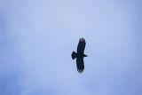 Wrończyk, Pyrrhocorax pyrrhocorax, Park Narodowy Picos de Europa, Kantabria, Hiszpania