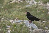 Wrończyk, Pyrrhocorax pyrrhocorax, Park Narodowy Picos de Europa, Kantabria, Hiszpania