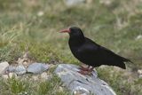 Wrończyk, Pyrrhocorax pyrrhocorax, Park Narodowy Picos de Europa, Kantabria, Hiszpania