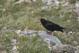 Wrończyk, Pyrrhocorax pyrrhocorax, Park Narodowy Picos de Europa, Kantabria, Hiszpania