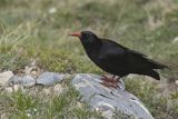 Wrończyk, Pyrrhocorax pyrrhocorax, Park Narodowy Picos de Europa, Kantabria, Hiszpania