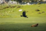 Wrończyk, Pyrrhocorax pyrrhocorax, Park Narodowy Picos de Europa, Asturia, Hiszpania