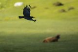 Wrończyk, Pyrrhocorax pyrrhocorax, Park Narodowy Picos de Europa, Asturia, Hiszpania