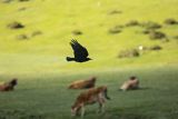 Wrończyk, Pyrrhocorax pyrrhocorax, Park Narodowy Picos de Europa, Asturia, Hiszpania