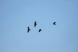 Wrończyk, Pyrrhocorax pyrrhocorax, Park Narodowy Picos de Europa, Asturia, Hiszpania