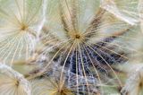 Spadochrony nasion makro