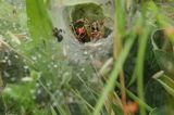 W trawie, pająk w sieci