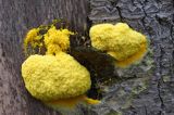 Wykwit piankowaty, Fuligo septica