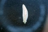 Wypławek biały łąć: Dendrocoelum lacteum)