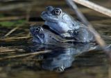gody żab trawnych - Żaba trawna Rana temporaria)