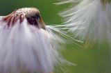 Taraxacum officinale, mniszek lekarski