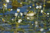 żaba zielona z rezonatorami, Rana sp, jaskier wodny, Ranunculus aquatilis