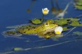 żaba zielona, Rana sp, jaskier wodny, Ranunculus aquatilis