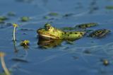 żaba zielona, Rana sp