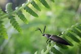 Zaciosek grzebykoczułki, Ctenicera pectinicornis