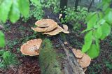 żagiew łuskowata - Polyporus squamosus w bieszczadzkim lesie - buczynie na szlaku Dwernik Kamień, Bieszczady