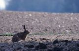 zając szarak, Lepus europaeus europaeus