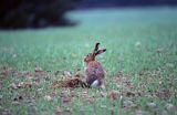 zając szarak, Lepus europaeus europaeus