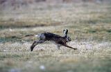 zając szarak, Lepus europaeus europaeus, w biegu