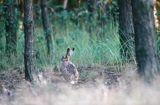 zając szarak, Lepus europaeus europaeus, w biegu