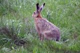 Zając szarak, Lepus europaeus