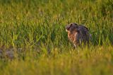 Zając szarak, Lepus europaeus