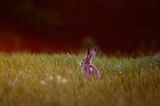 Zając szarak, Lepus europaeus