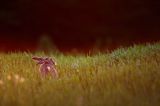 Zając szarak, Lepus europaeus