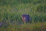 Zając szarak, Lepus europaeus