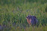 Zając szarak, Lepus europaeus