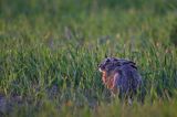 Zając szarak, Lepus europaeus