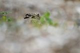 Zając szarak, Lepus europaeus