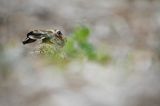 Zając szarak, Lepus europaeus