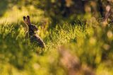 Zając szarak, Lepus europaeus