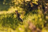 Zając szarak, Lepus europaeus