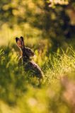 Zając szarak, Lepus europaeus