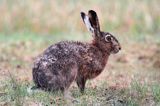 zając szarak Lepus europaeus