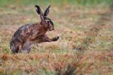 zając szarak Lepus europaeus