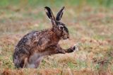 zając szarak Lepus europaeus