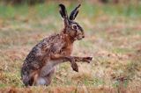 zając szarak Lepus europaeus