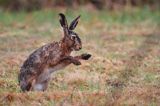 zając szarak Lepus europaeus