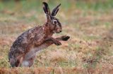 zając szarak Lepus europaeus