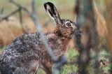 zając szarak Lepus europaeus